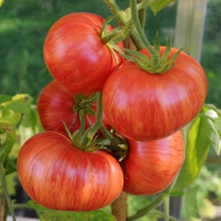 Томат Марочное вино (Vintage Wine)