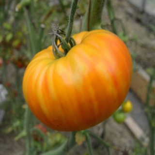 Томат Марвел Страйп (Marvel Stripe)