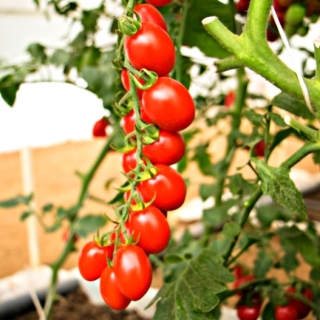 Томат Маунтин Виньярд F1 (Bejo)