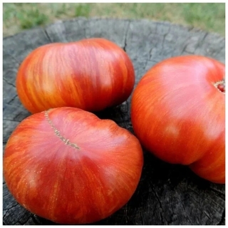 Томат Минусинский Биколор