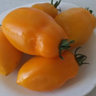 Томат Минусинские Стаканы Жёлтые (большой пакет)