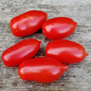 Томат Непасынкующийся Морковный