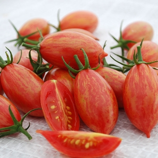 Томат Огни Енисея