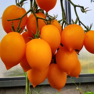 Томат Нектарин оранжевый