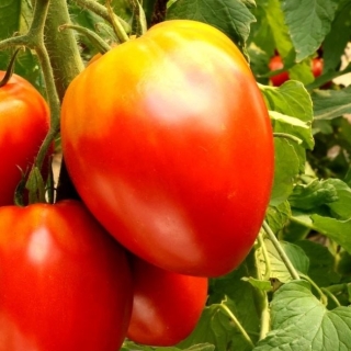 Томат Окс Хорн (Oxhorn F1)