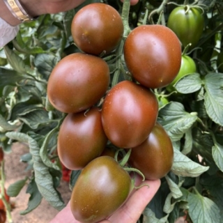 Томат Пасхальное Яйцо F1