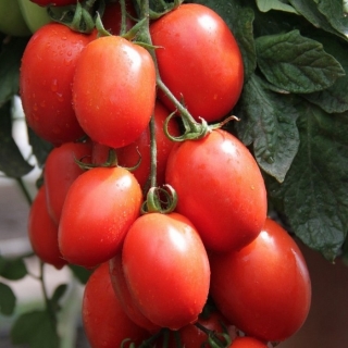 Томат Петр Первый F1