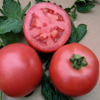 Томат Пинк Буш F1