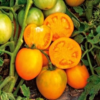 Томат Пудож