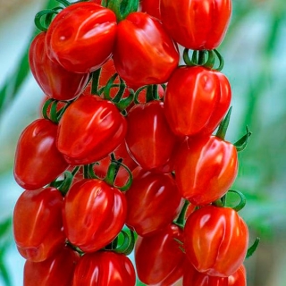 Томат Редетто F1