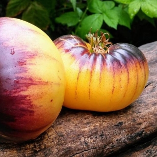 Томат Сарт Роллойз (Sart Roloise)