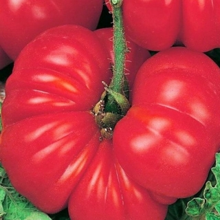 Томат Розамарин фунтовый