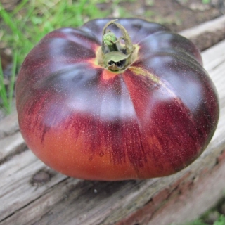 Томат Розовый сибирский тигр
