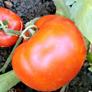 Томат Самарский пострел