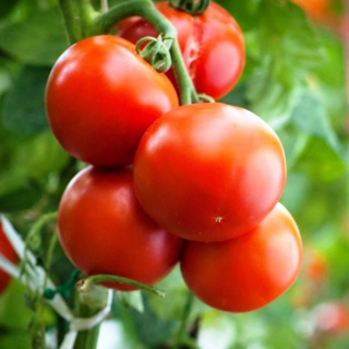 Томат Самбол