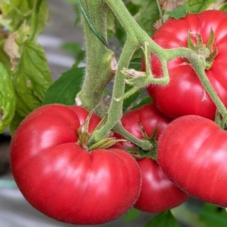 Томат Саммар F1 (Sammar F1)