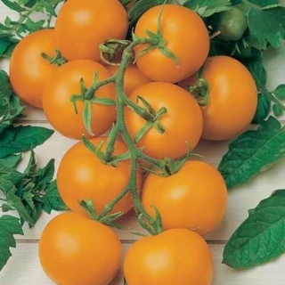 Томат Санька оранжевый