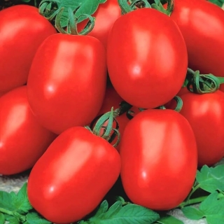 Томат Семко-2006 F1