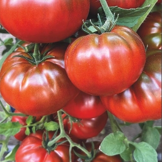 Томат Сердце Пармы