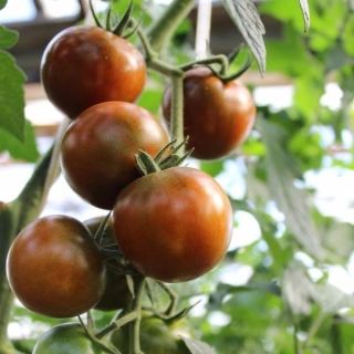 Томат Шоколадные яблочки F1 (черри)