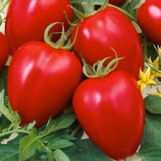 Томат Сибирское чудо