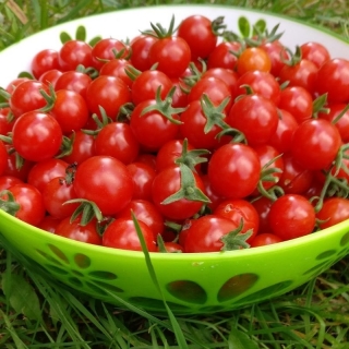 Томат Сладкий миллион