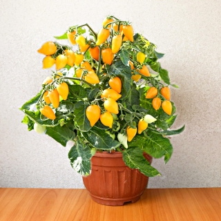 Томат Сладкие курносики F1