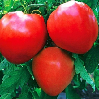 Томат Соломон F1