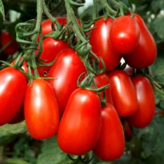 Томат Чефалу