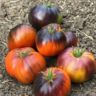 Томат Тандер Маунтин (Thunder Mountain)