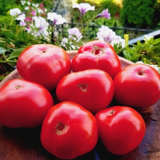 Томат Гном Танунда красная (Dwarf Tanunda Red)