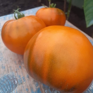 Томат Терракотовый Торберна (Thorburn's Terra Cotta) (большой пакет)