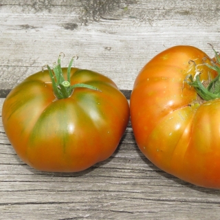 Томат Терра Котта Торберна (Thorburns Terra Cotta)