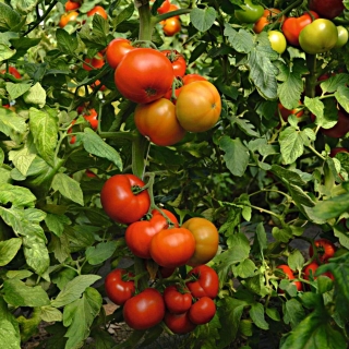 Томат Тобольск F1