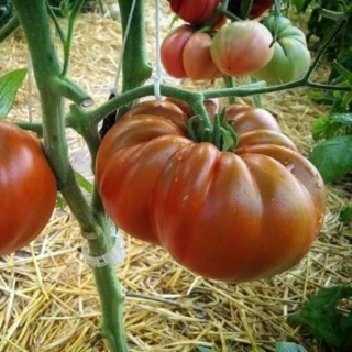 Томат Мойя Чёрный (Moya Noire) (большой пакет)