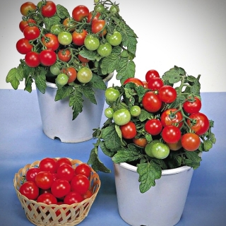 Томат Чудо карлик F1