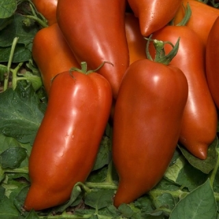 Томат Великолепный рог