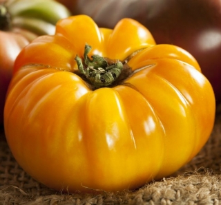 Томат Веселая соседка