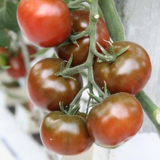 Томат Виагра