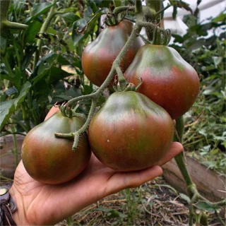 Томат Винный кувшин