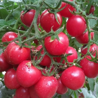 Томат Вишня розовая