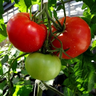 Томат Волгоградский 5/95