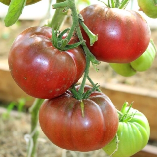 Томат Ворлон