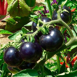 Томат Всем на Зависть F1 (большой пакет)