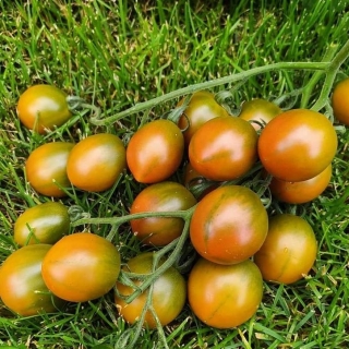 Томат Злая маслина