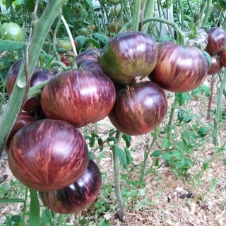 Томат Звездный Истребитель Бифштекс Марши (большой пакет)