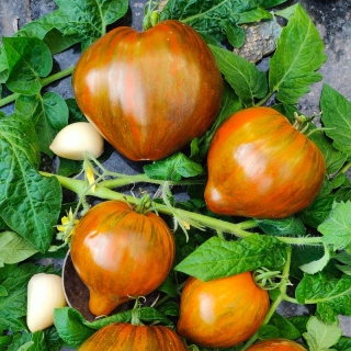 Томат Звёздный Истребитель Сердце Марши (большой пакет)