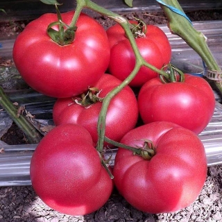 Томат Томимару Мучо F1 (Monsanto Holland B.V.)