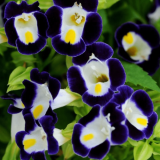 Торения Хай лайт Блю энд Вайт