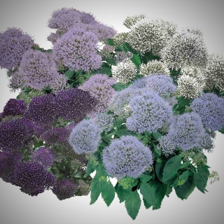 Трахелиум Lake Michigan Mix (большой пакет)